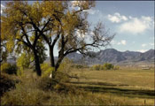 Cottonwood Tree Image