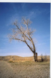 Cottonwood Tree