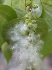 Cottonwood Tree