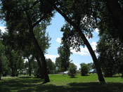 Cottonwood Trees