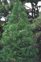 cryptomeria