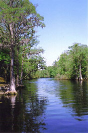 Cypress Tree