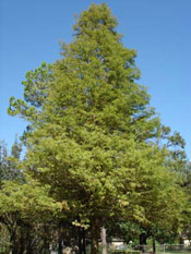 Bald Cypress Tree