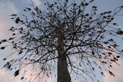 Cypress Tree Image