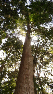 Cypress Tree Image