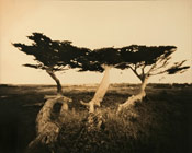 Cypress Tree Image