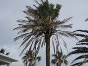 Date Palm Tree