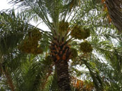 Date Palm Tree