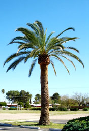 Date Palm Tree