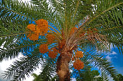 Date Palm Fruit