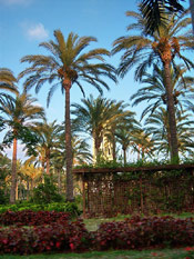 Date Palms