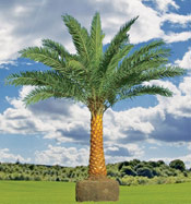 Date Palm