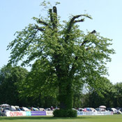 Dodo Tree Picture