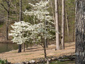 Dogwood Tree