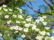 Dogwood Tree Blooming