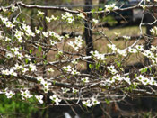 Dogwood Flowers