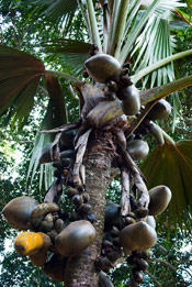 Double Coconut Tree: Pictures, Images, Facts on Double Coconut Palm Trees
