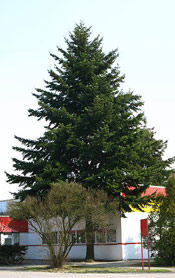 Douglas Fir