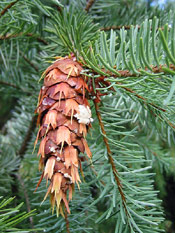 Douglas Fir Tree