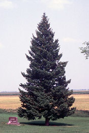 Douglas Fir Pic