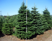 Douglas Fir Trees