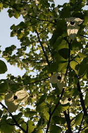 Dove Tree Pic