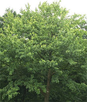 Dove Tree Photograph