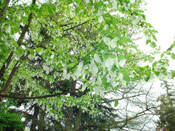 Dove Tree