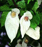 Dove Tree Flowers