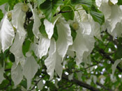 Dove Tree Pic