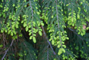 Eastern Hemlock