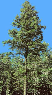 Eastern Hemlock