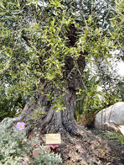 eden olive tree