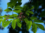 Elderberry Tree