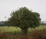 Elderberry Tree