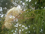 Elderberry Tree Photo