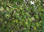 Elderberry