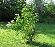 Elderberry Tree