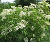 Elderberry Tree