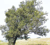 Elderberry Tree