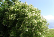 Elderberry Tree