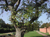 Elderberry Tree