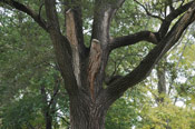 Elm Tree Photo