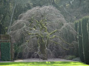 Elm Tree Photo