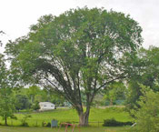 Elm Tree