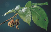 Elm Tree Leaves