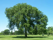 Elm Tree