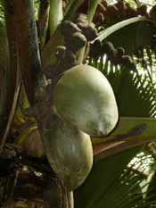 Double Coconut Tree