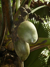 Double Coconut Tree: Pictures, Images, Facts on Double Coconut Palm Trees