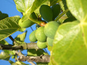 Fig Tree